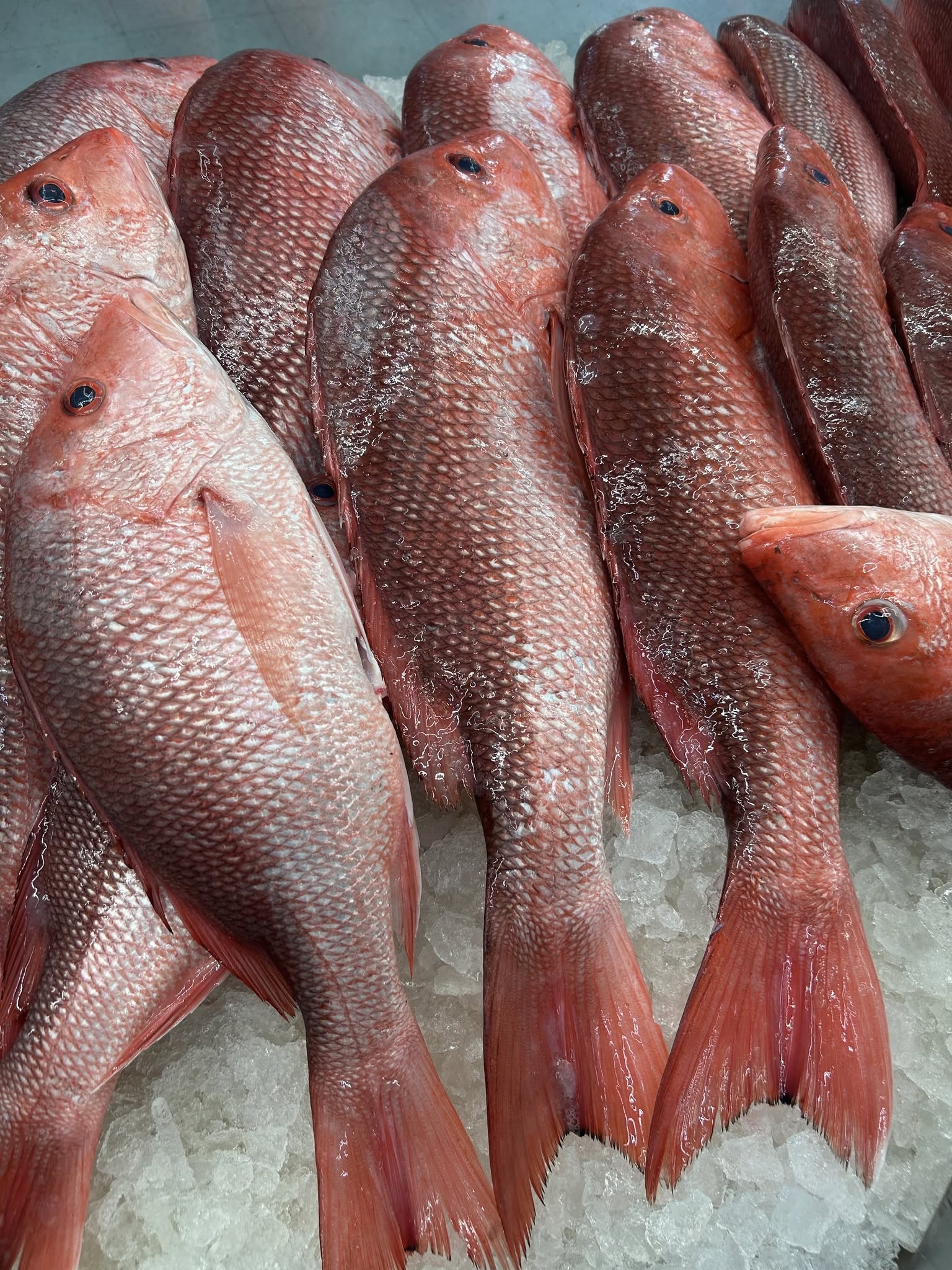 Fresh red snapper displayed on ice at a local seafood market